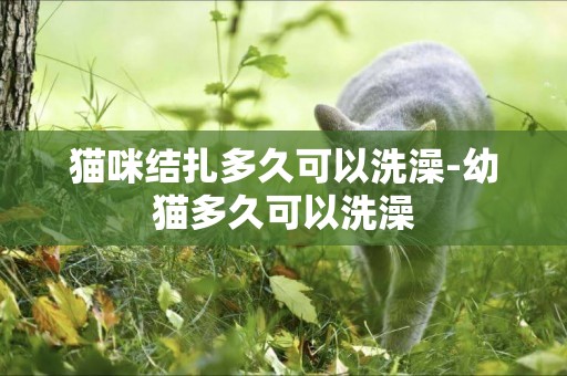 貓咪結扎多久可以洗澡-幼貓多久可以洗澡