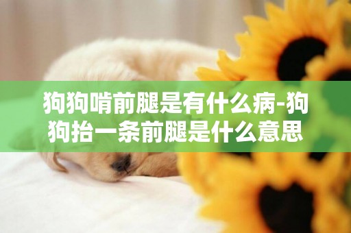 狗狗啃前腿是有什么病-狗狗抬一條前腿是什么意思