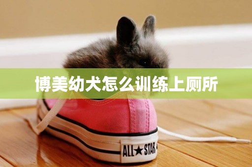 博美幼犬怎么訓練上廁所