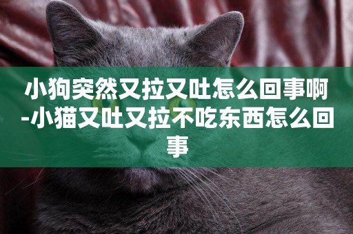 小狗突然又拉又吐怎么回事啊-小貓又吐又拉不吃東西怎么回事