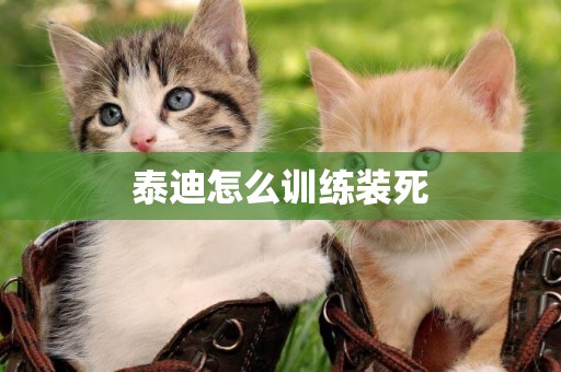 泰迪怎么訓練裝死