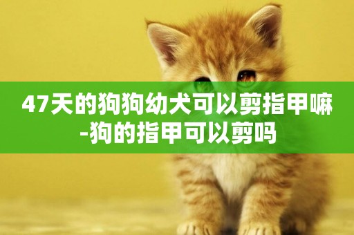 47天的狗狗幼犬可以剪指甲嘛-狗的指甲可以剪嗎