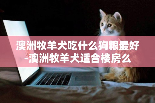 澳洲牧羊犬吃什么狗糧最好-澳洲牧羊犬適合樓房么