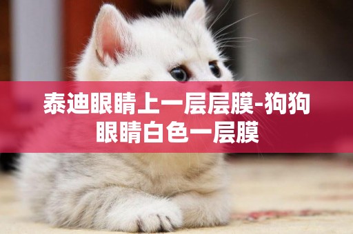 泰迪眼睛上一層層膜-狗狗眼睛白色一層膜
