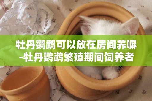 牡丹鸚鵡可以放在房間養嘛-牡丹鸚鵡繁殖期間飼養者最忌諱做的三件事