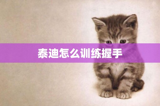 泰迪怎么訓練握手