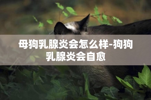 母狗乳腺炎會怎么樣-狗狗乳腺炎會自愈