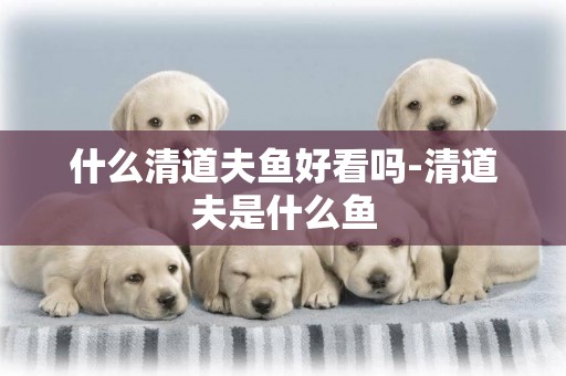什么清道夫魚好看嗎-清道夫是什么魚