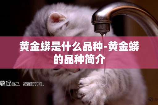 黃金蟒是什么品種-黃金蟒的品種簡介