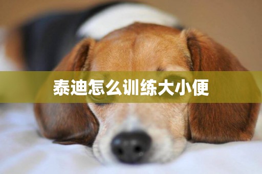 泰迪怎么訓練大小便