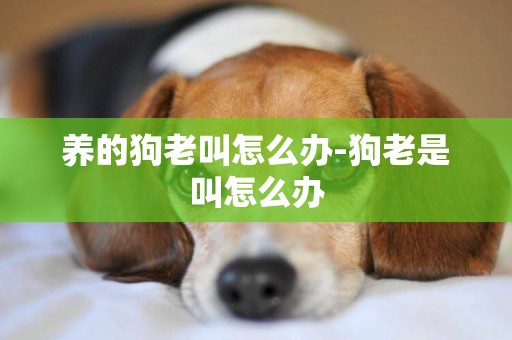 養的狗老叫怎么辦-狗老是叫怎么辦