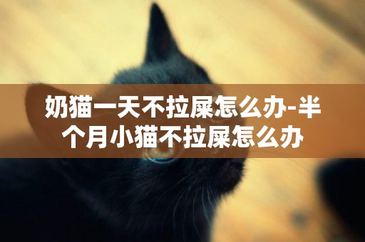 奶貓一天不拉屎怎么辦-半個月小貓不拉屎怎么辦