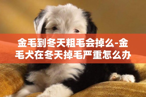 金毛到冬天粗毛會掉么-金毛犬在冬天掉毛嚴重怎么辦