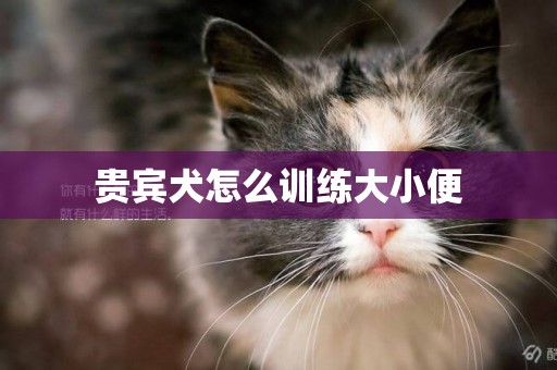 貴賓犬怎么訓練大小便