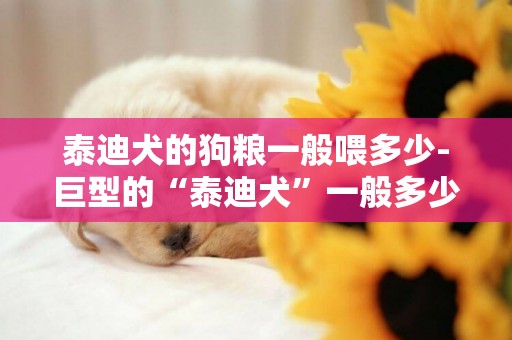 泰迪犬的狗糧一般喂多少-巨型的“泰迪犬”一般多少錢