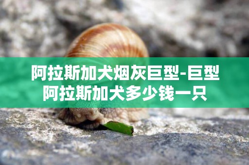 阿拉斯加犬煙灰巨型-巨型阿拉斯加犬多少錢一只