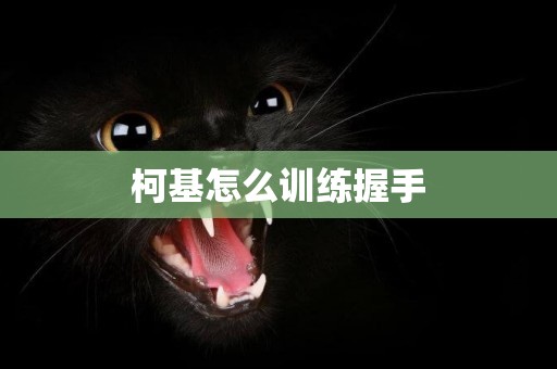 柯基怎么訓練握手