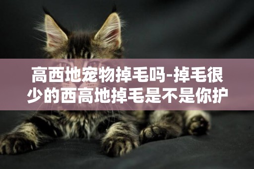 高西地寵物掉毛嗎-掉毛很少的西高地掉毛是不是你護理問題
