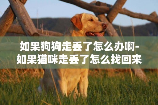 如果狗狗走丟了怎么辦啊-如果貓咪走丟了怎么找回來