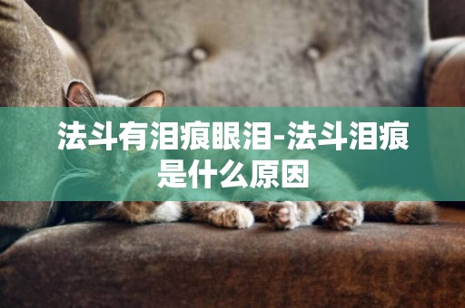 法斗有淚痕眼淚-法斗淚痕是什么原因