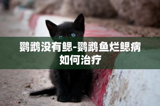 鸚鵡沒有鰓-鸚鵡魚爛鰓病如何治療