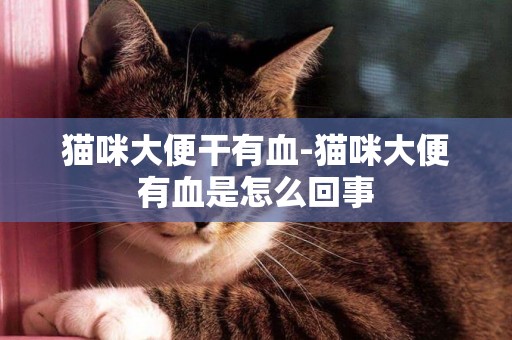 貓咪大便干有血-貓咪大便有血是怎么回事