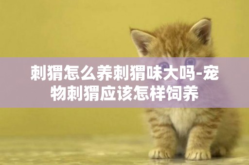 刺猬怎么養刺猬味大嗎-寵物刺猬應該怎樣飼養