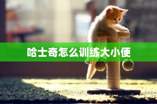 哈士奇怎么訓練大小便