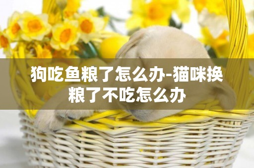 狗吃魚糧了怎么辦-貓咪換糧了不吃怎么辦
