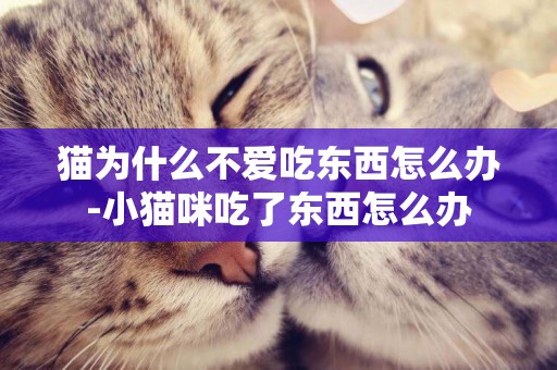 貓為什么不愛吃東西怎么辦-小貓咪吃了東西怎么辦