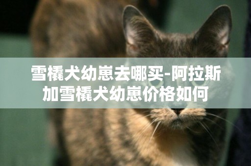 雪橇犬幼崽去哪買-阿拉斯加雪橇犬幼崽價格如何