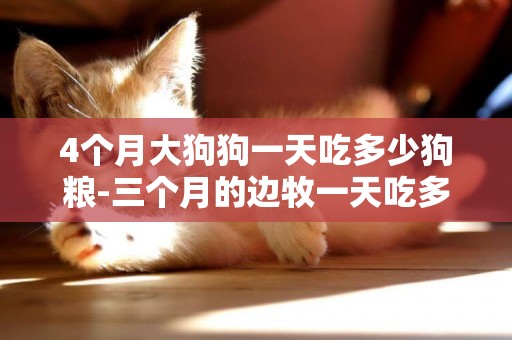 4個月大狗狗一天吃多少狗糧-三個月的邊牧一天吃多少狗糧