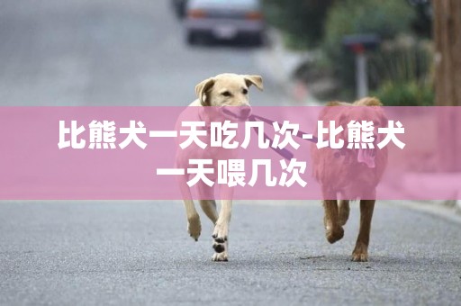 比熊犬一天吃幾次-比熊犬一天喂幾次