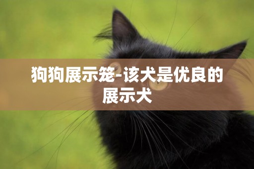 狗狗展示籠-該犬是優良的展示犬
