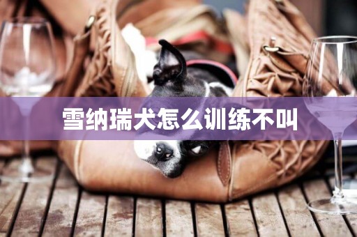 雪納瑞犬怎么訓練不叫