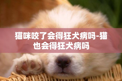 貓咪咬了會得狂犬病嗎-貓也會得狂犬病嗎