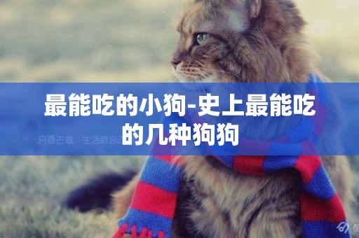 最能吃的小狗-史上最能吃的幾種狗狗