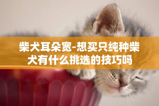 柴犬耳朵寬-想買只純種柴犬有什么挑選的技巧嗎