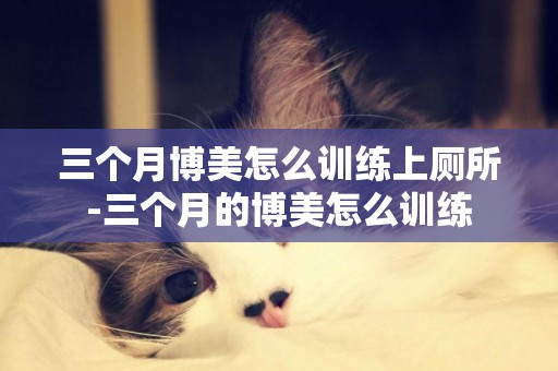 三個月博美怎么訓練上廁所-三個月的博美怎么訓練
