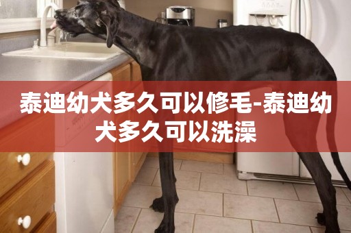泰迪幼犬多久可以修毛-泰迪幼犬多久可以洗澡