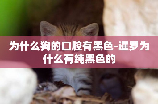為什么狗的口腔有黑色-暹羅為什么有純黑色的