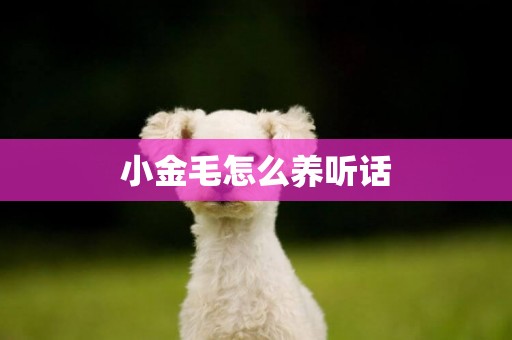 小金毛怎么養聽話