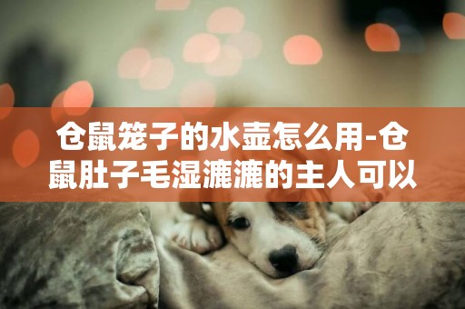 倉鼠籠子的水壺怎么用-倉鼠肚子毛濕漉漉的主人可以怎么辦
