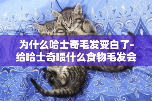 為什么哈士奇毛發變白了-給哈士奇喂什么食物毛發會變好