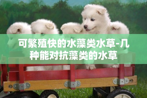 可繁殖快的水藻類水草-幾種能對抗藻類的水草