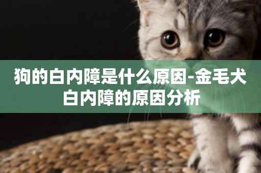 狗的白內障是什么原因-金毛犬白內障的原因分析