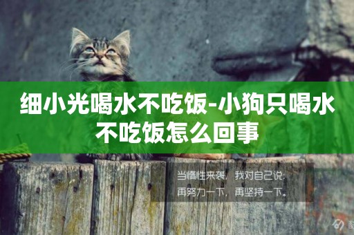 細小光喝水不吃飯-小狗只喝水不吃飯怎么回事