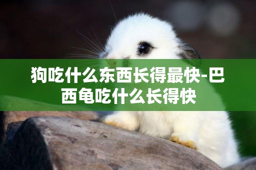 狗吃什么東西長得最快-巴西龜吃什么長得快