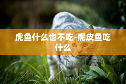虎魚什么也不吃-虎皮魚吃什么