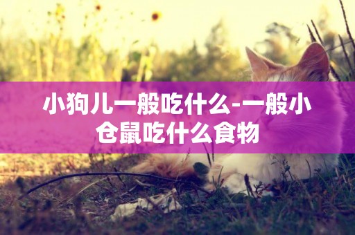 小狗兒一般吃什么-一般小倉鼠吃什么食物